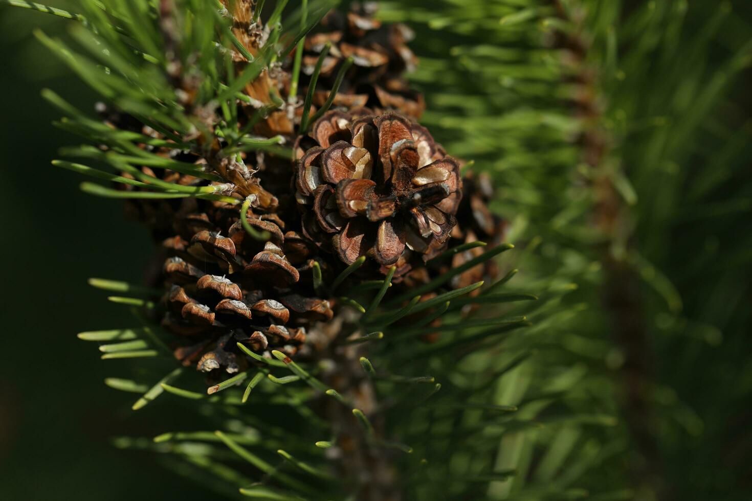 Pine cones on the branch close up. Summer garden photo