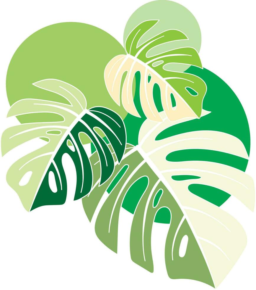 Illustration, Monstera spotted leaves with circle background. vector