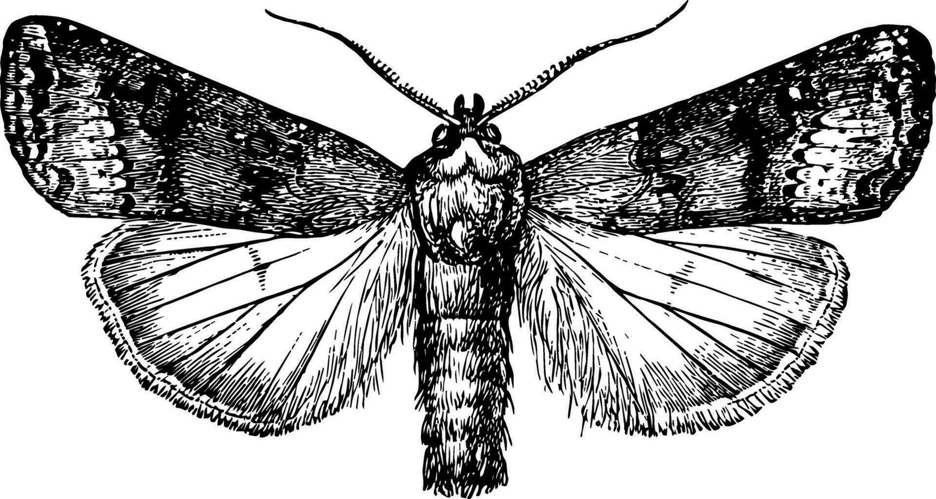 Cutworm Moth, vintage illustration. vector