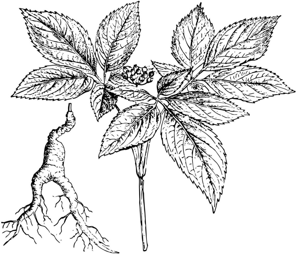 Ginseng Branch and Root vintage illustration. vector