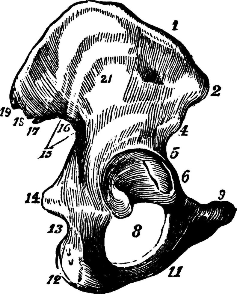 The Ilium, vintage illustration. vector
