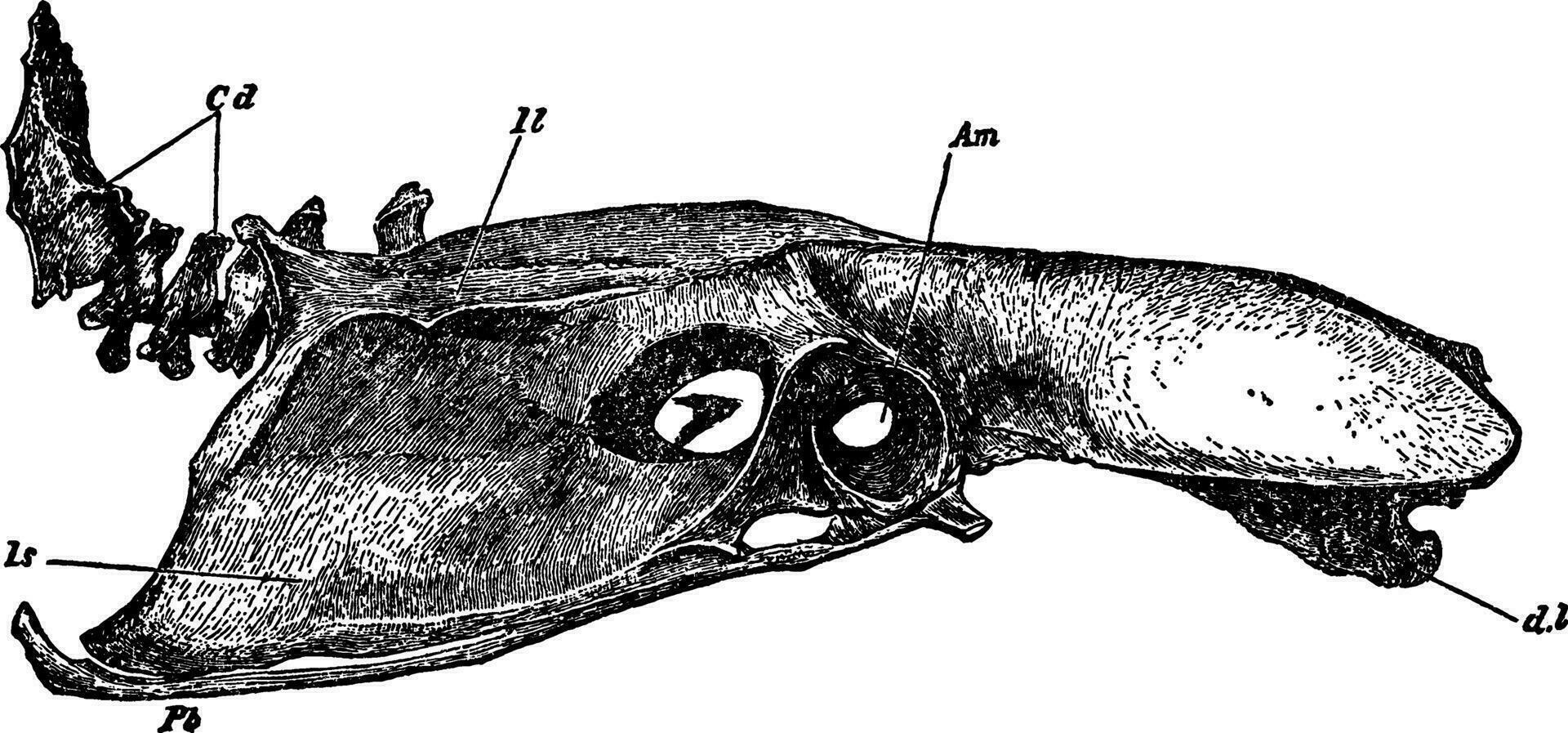 Fowl Pelvis, vintage illustration. vector