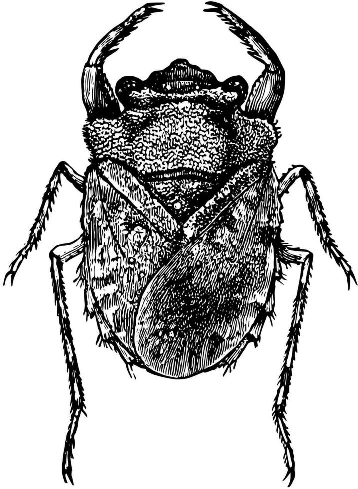 Dorsal View of Toad Bug, vintage illustration. vector