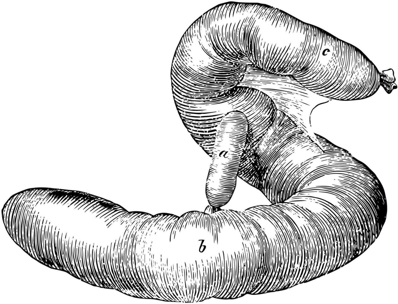 Caecum of an Ox, vintage illustration. vector