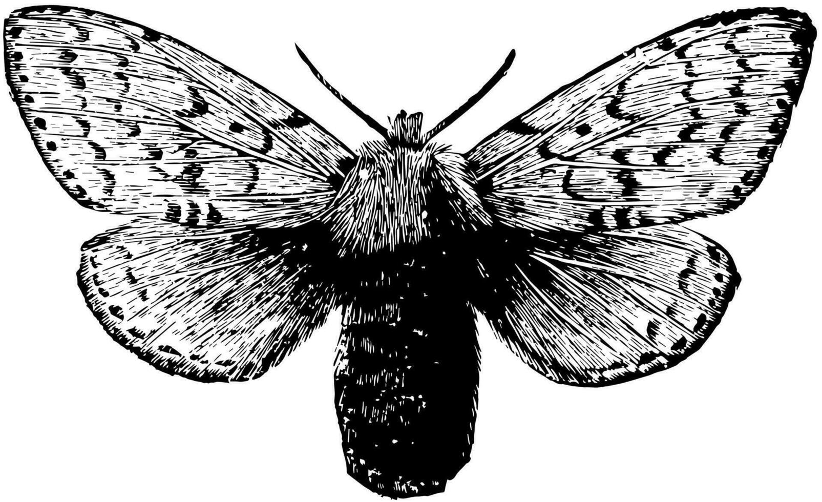Female Gipsy Moth, vintage illustration. vector