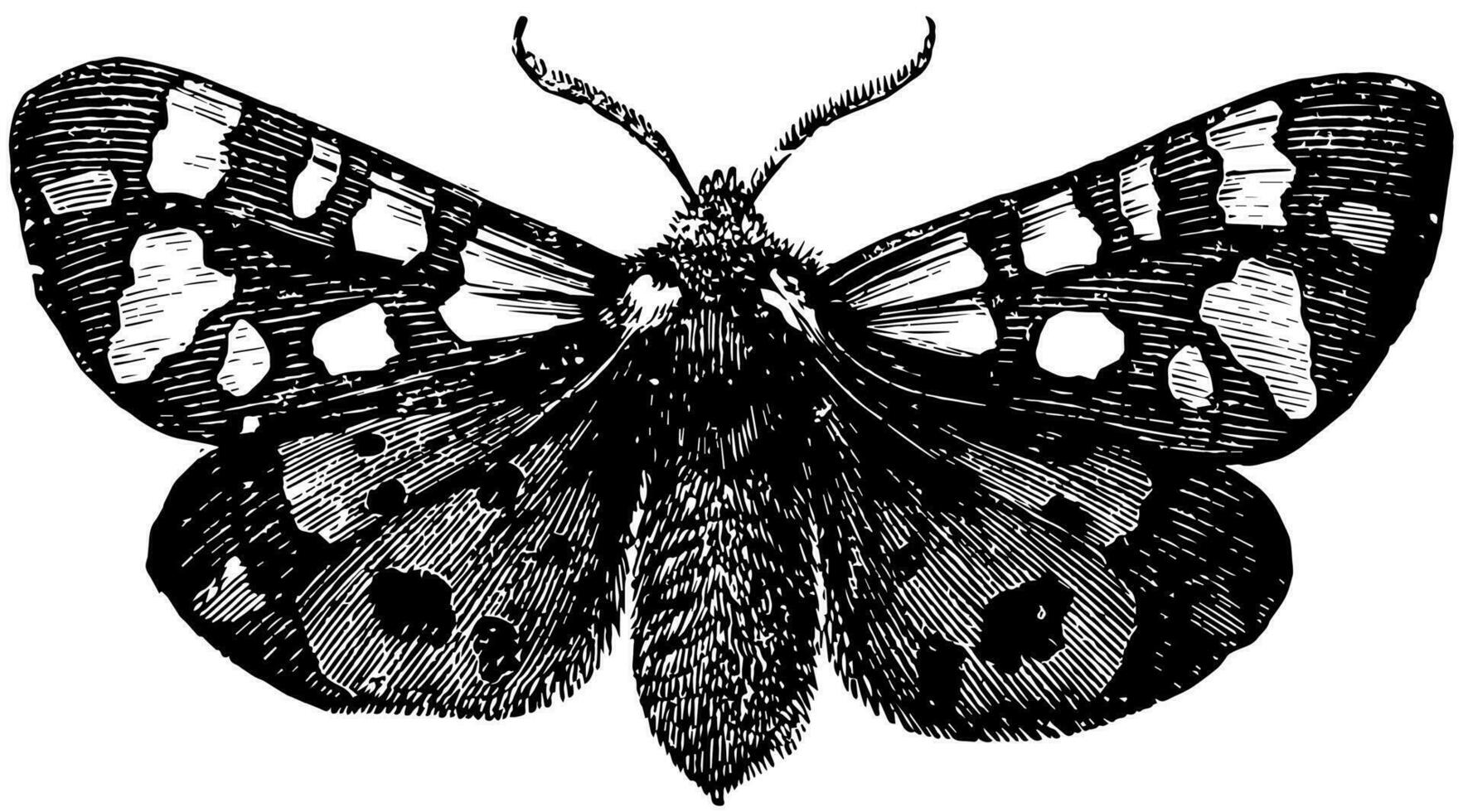 Tiger Moth, vintage illustration. vector
