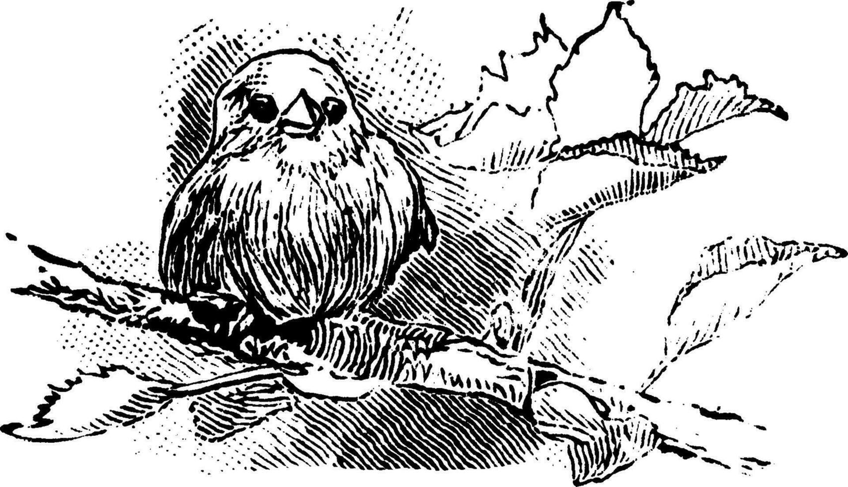 One Bird, vintage illustration. vector