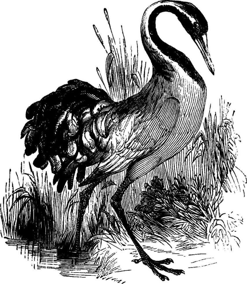 Common Crane, vintage illustration. vector