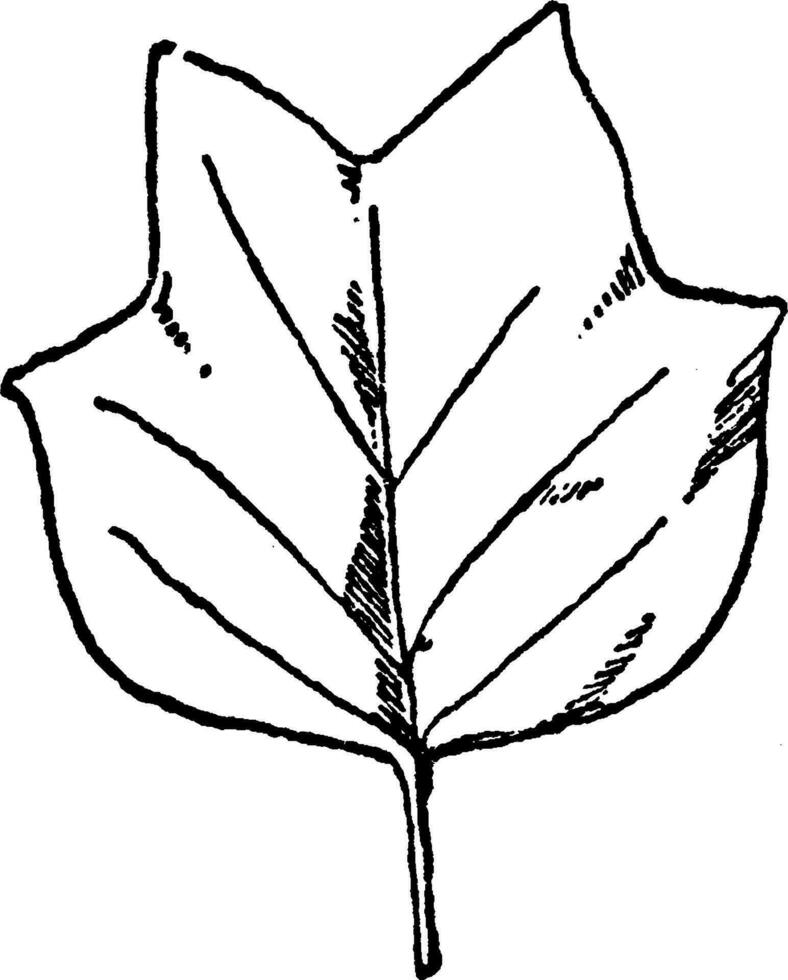 hoja de tulipán árbol tener sencillo hojas patrón, Clásico grabado. vector