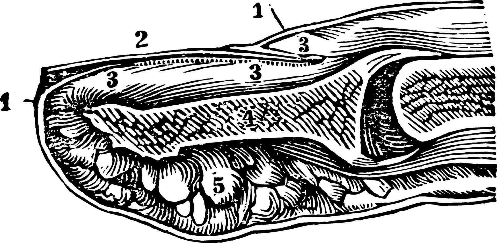 A Section of the End of the Finger and Nail, vintage illustration. vector