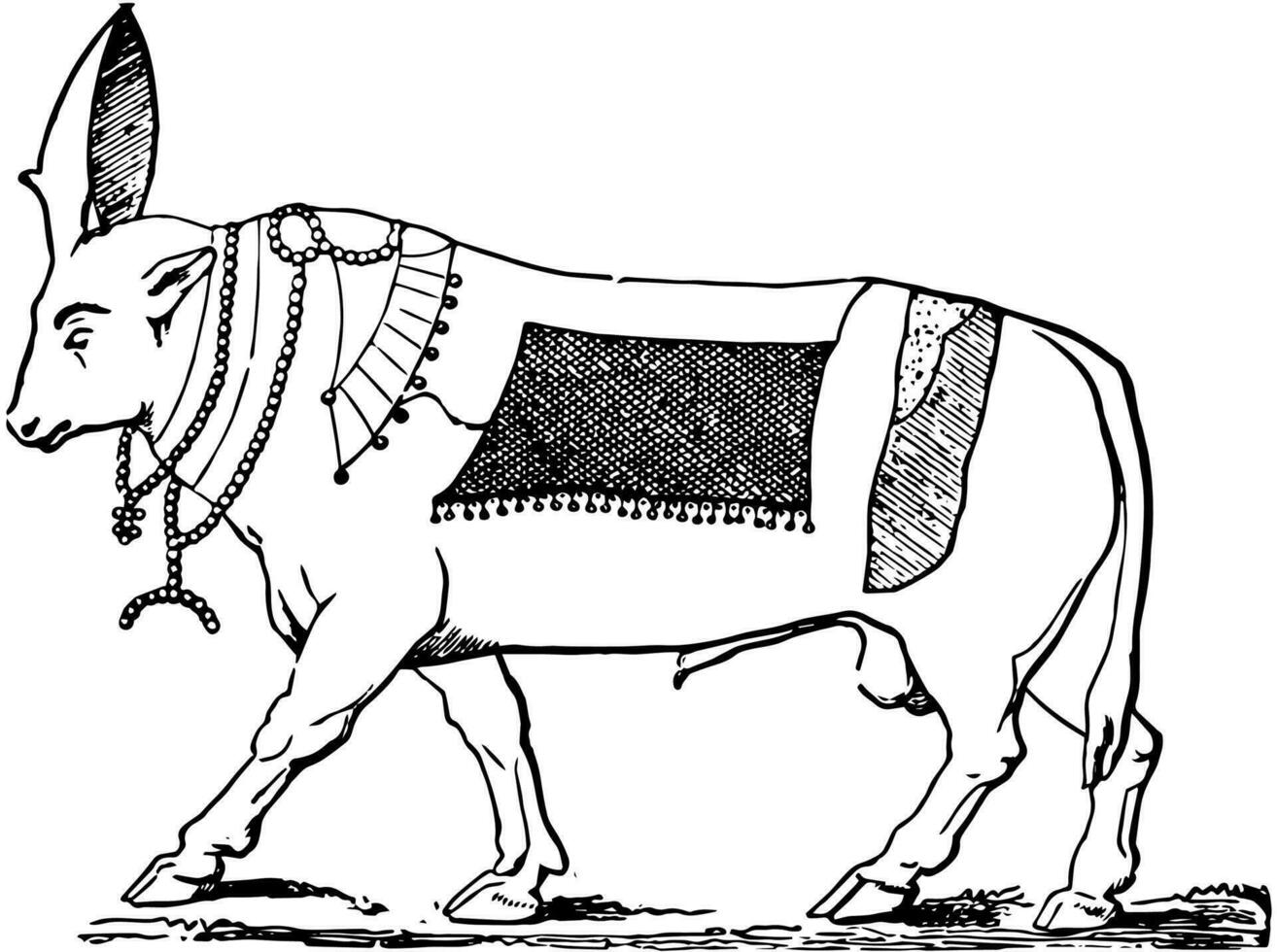 The Bull Apis vintage illustration. vector