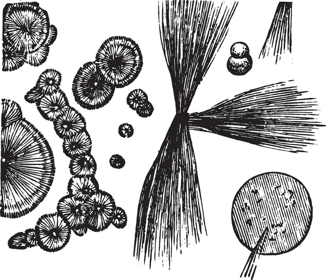 Leucine and tyrosine, vintage engraving. vector