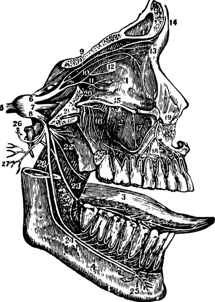 quinto craneal nervio, Clásico ilustración. vector