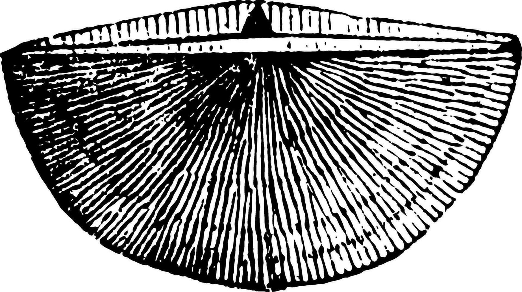 leptaena molusco, Clásico ilustración. vector