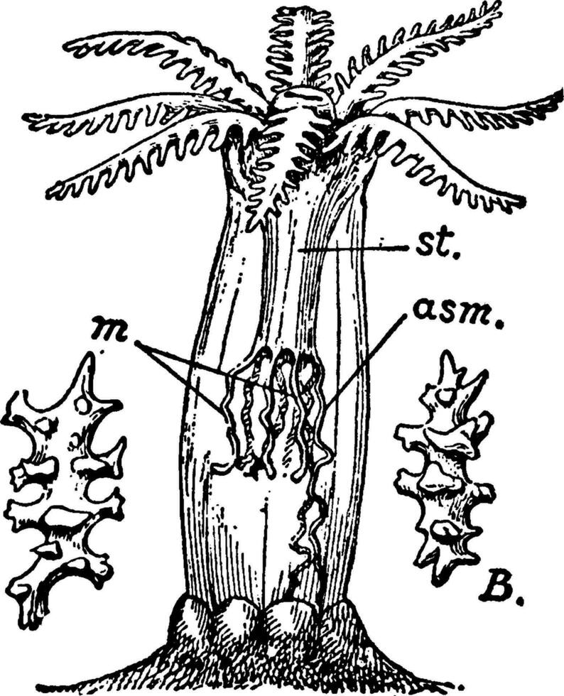 Alcyonarian zooid, vintage illustration. vector