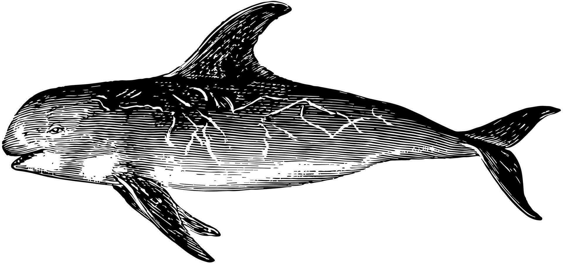 Risso Dolphin, vintage illustration. vector