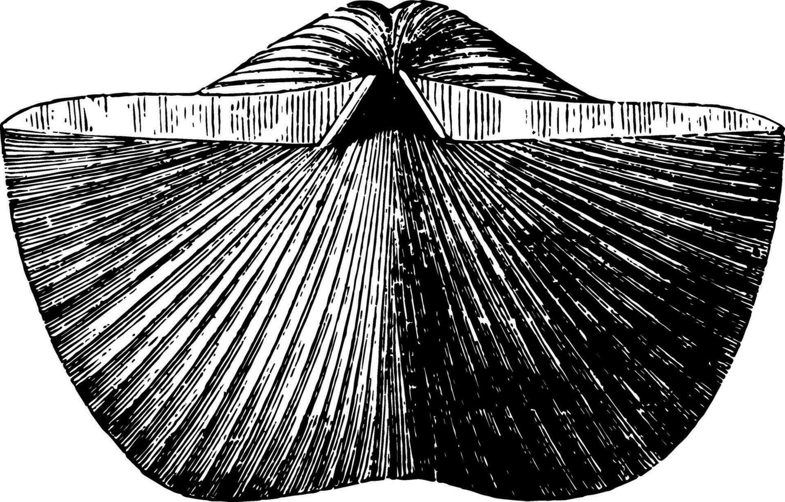 Spirifer Brachiopod, vintage illustration. vector