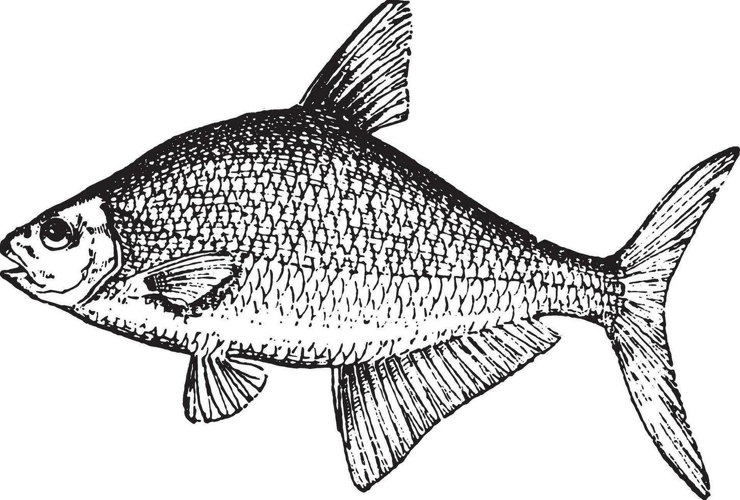 Bream or abramis brama, vintage engraving. vector