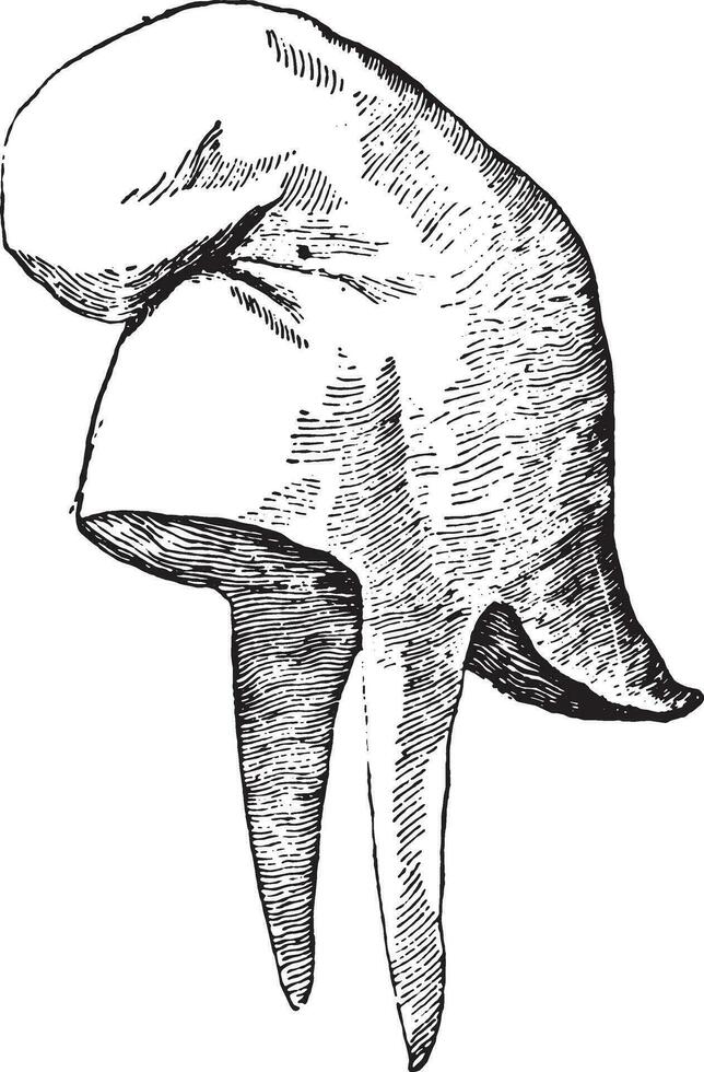 Phrygian cap, vintage engraving. vector