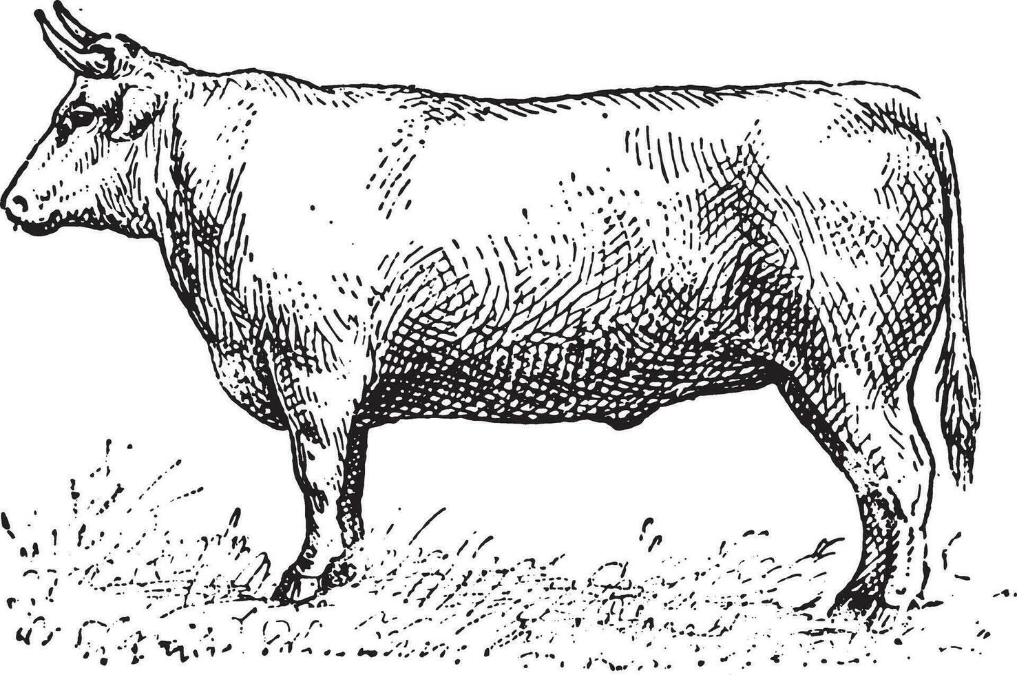 Ox, vintage engraving. vector