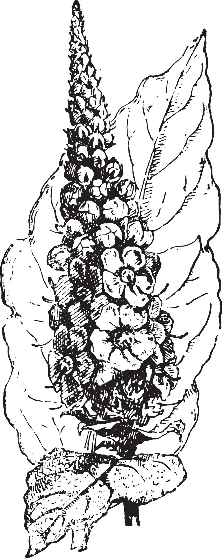Mullein, vintage engraving. 35465935 Vector Art at Vecteezy