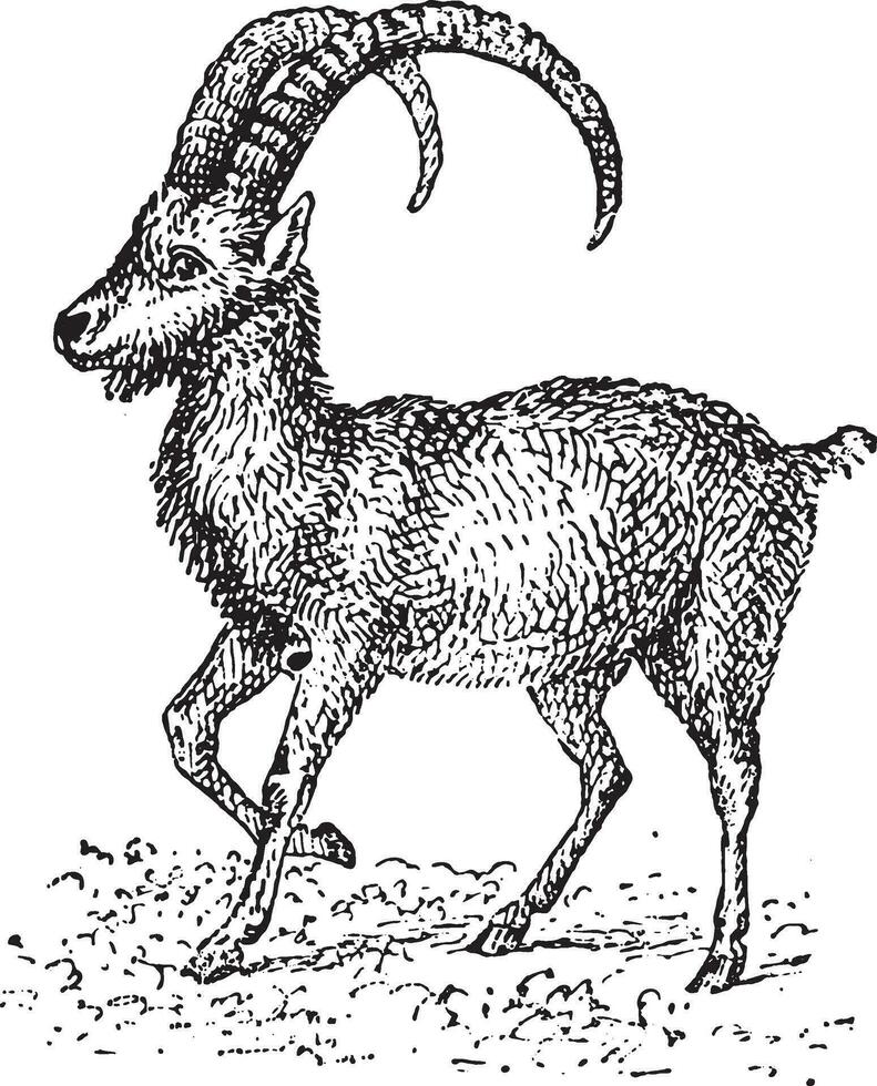 Ibex, vintage engraving. vector