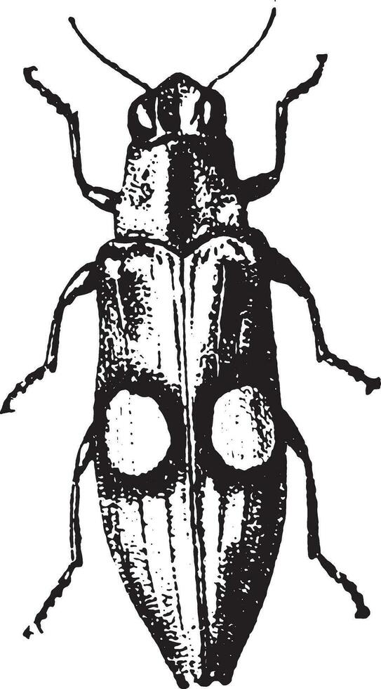 Buprestidae, vintage engraving. vector