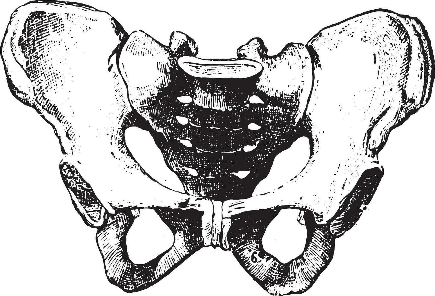 Pelvis, vintage engraving. vector
