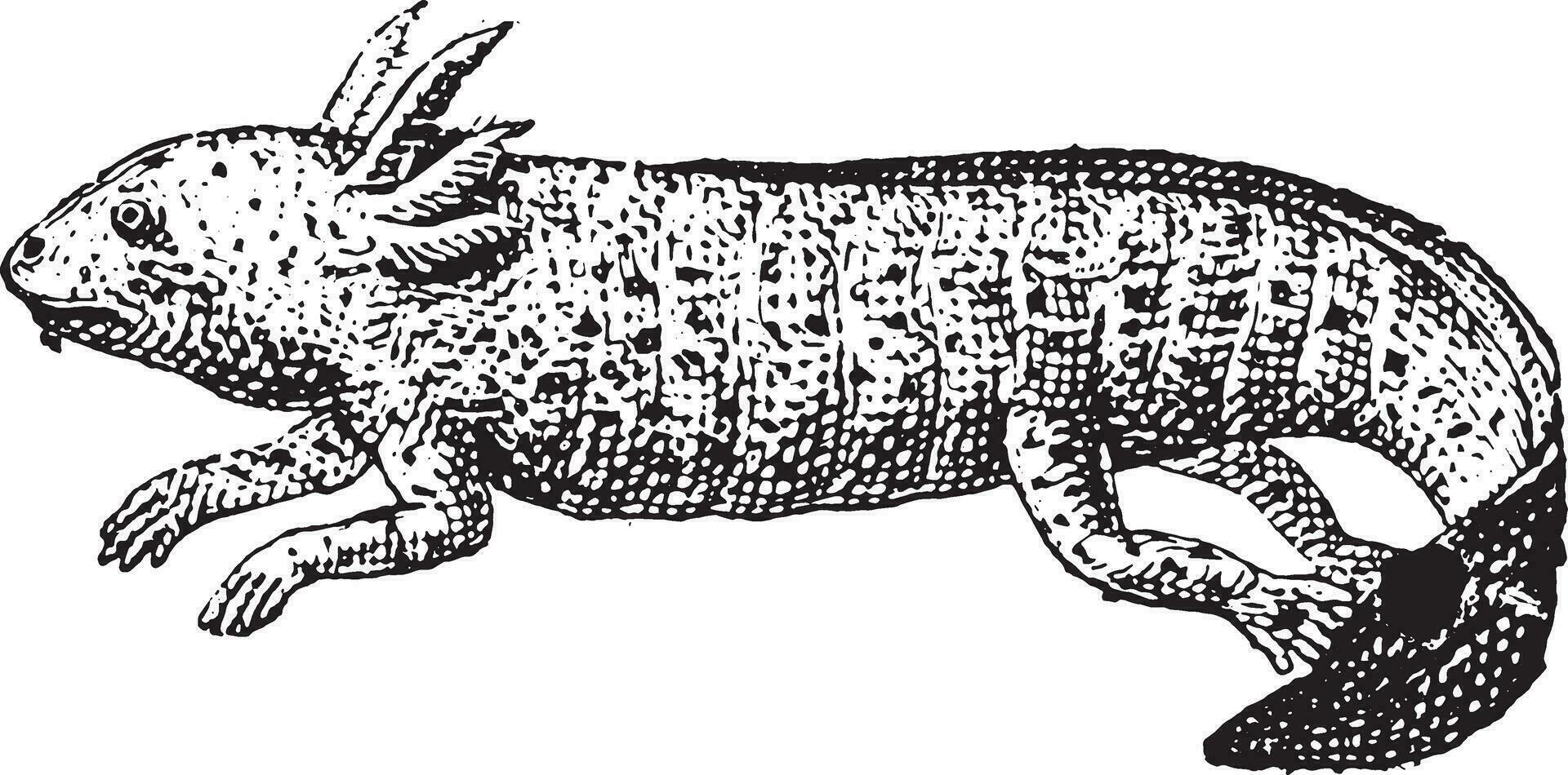 Axolotl, vintage engraving. vector