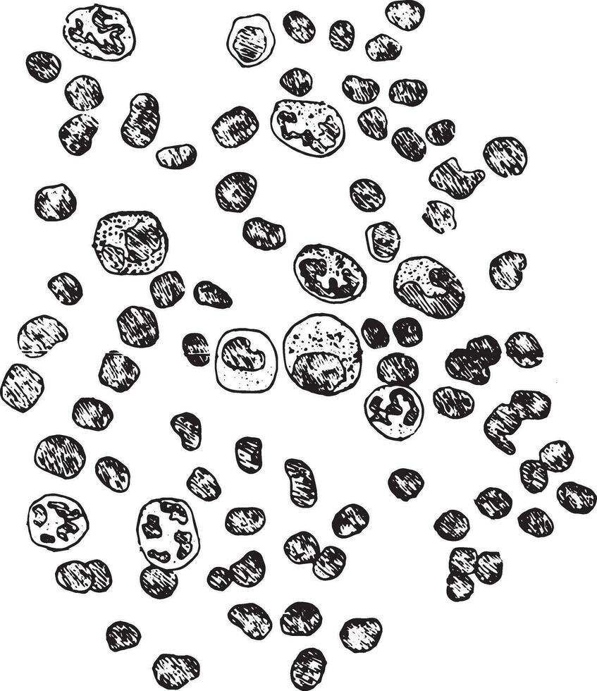 esquemático representación de leucocitos, Clásico grabado. vector