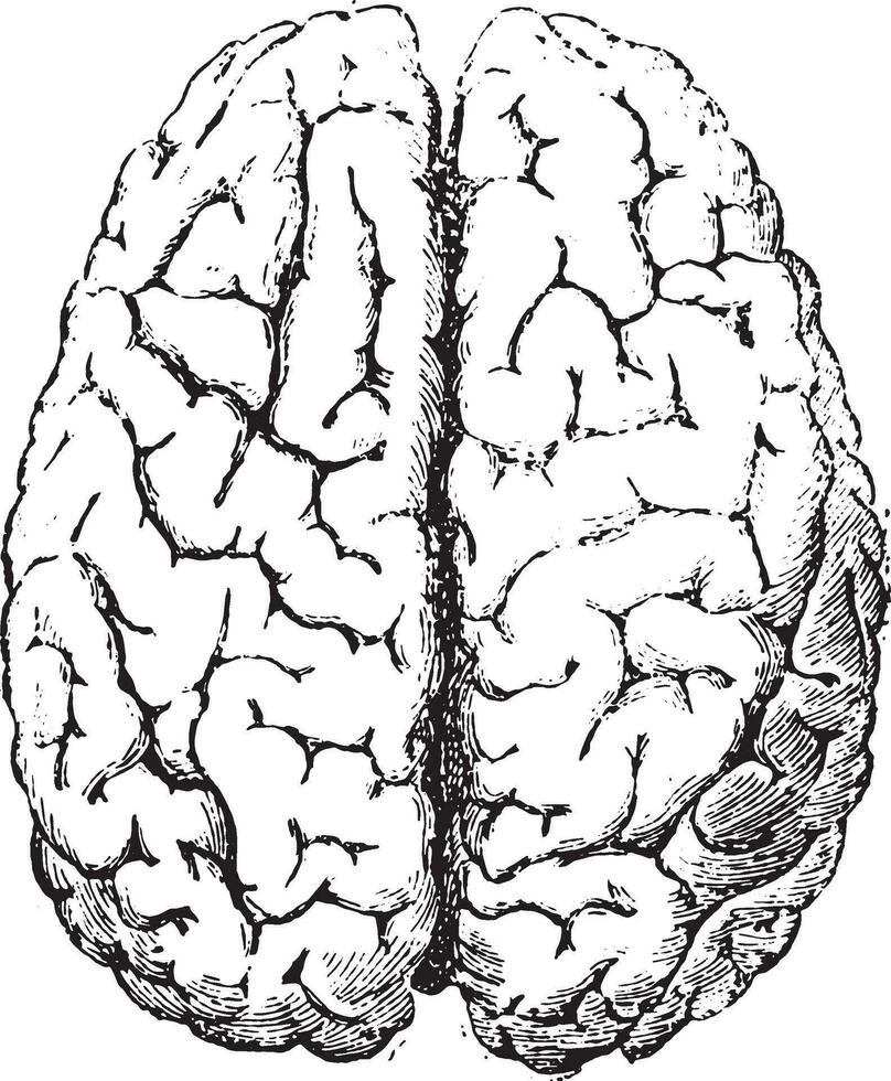 Brain, Top side, vintage engraving. vector