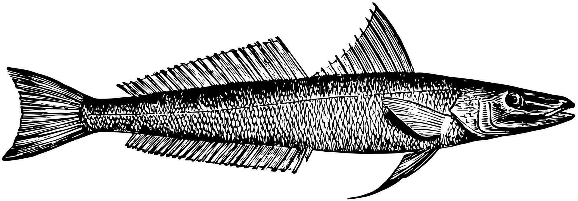 Northern Whiting, vintage illustration. vector