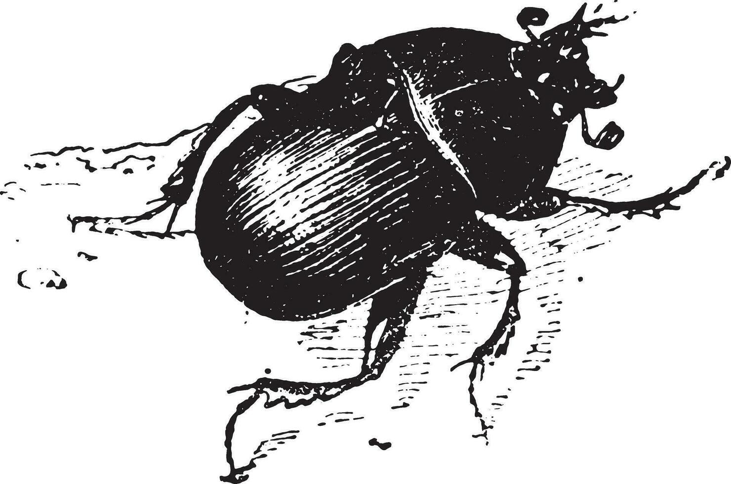 Dung beetle, vintage engraving. vector