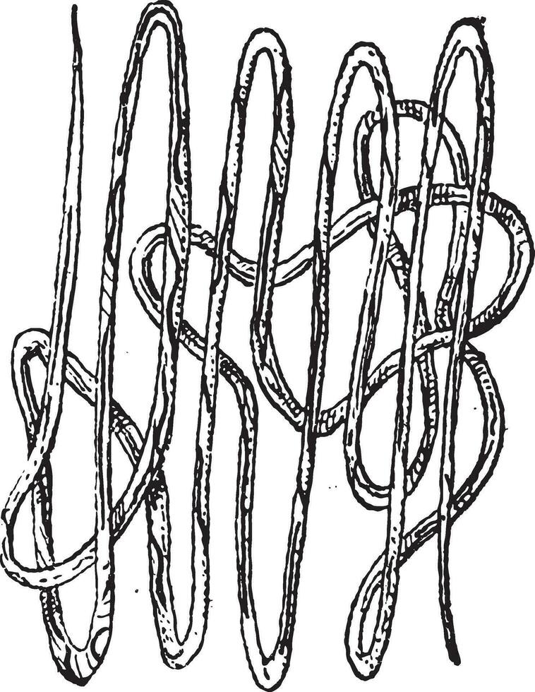 Roundworm, Nematode or Nematoda, vintage engraving vector