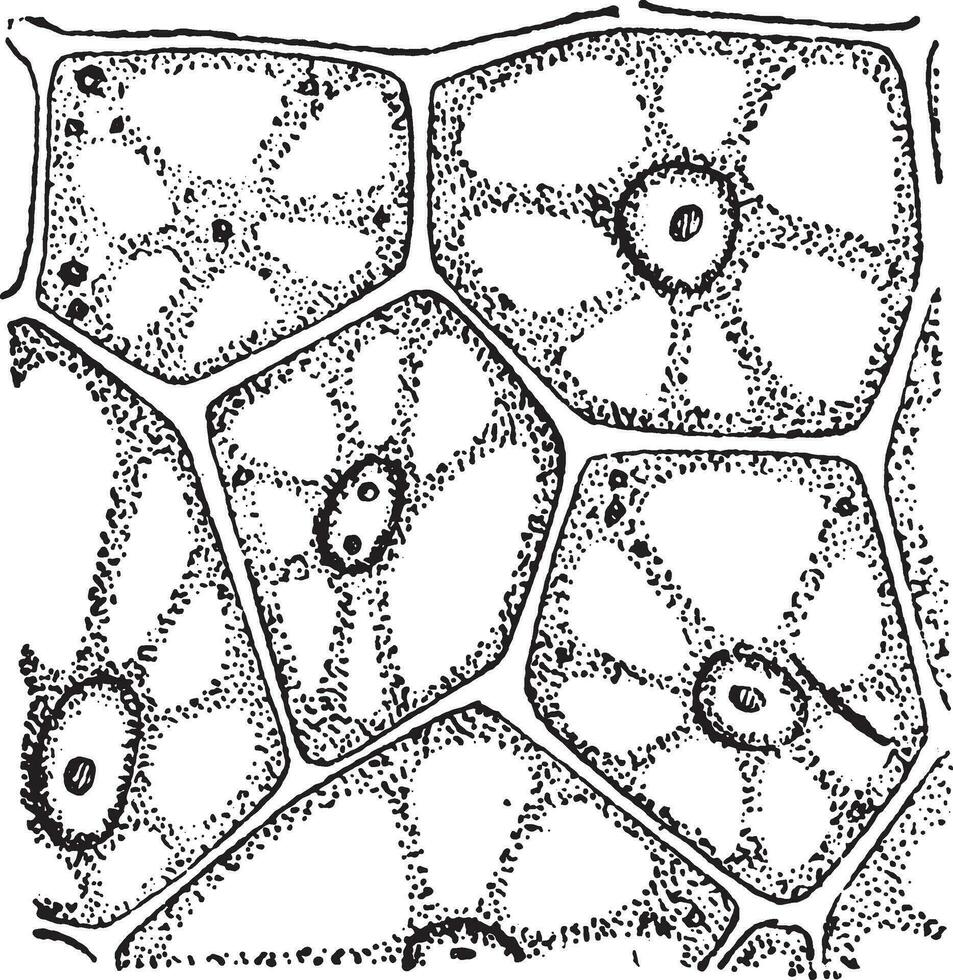 A vegetal cells, vintage engraving. vector