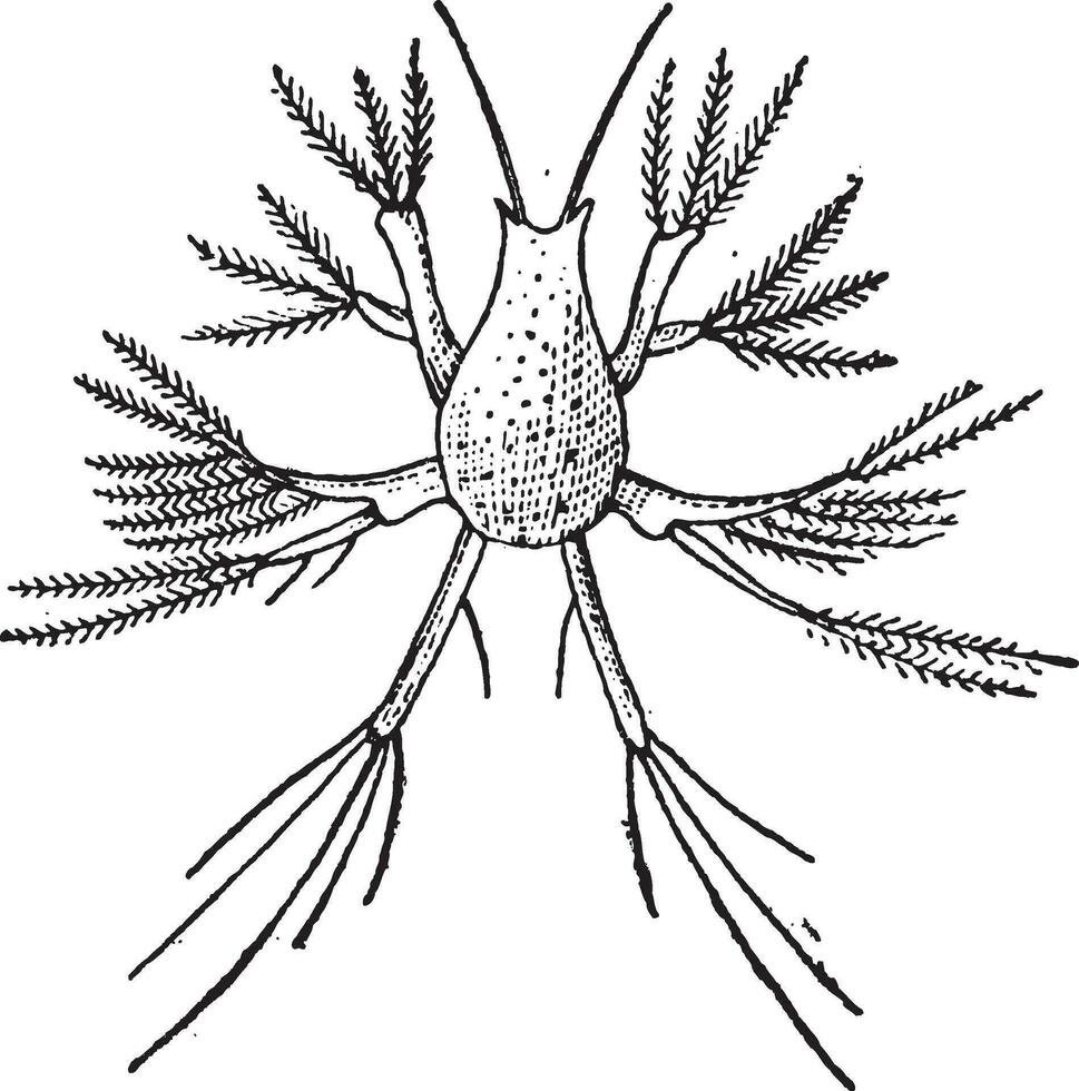 Copepod or Copepoda, vintage engraving vector