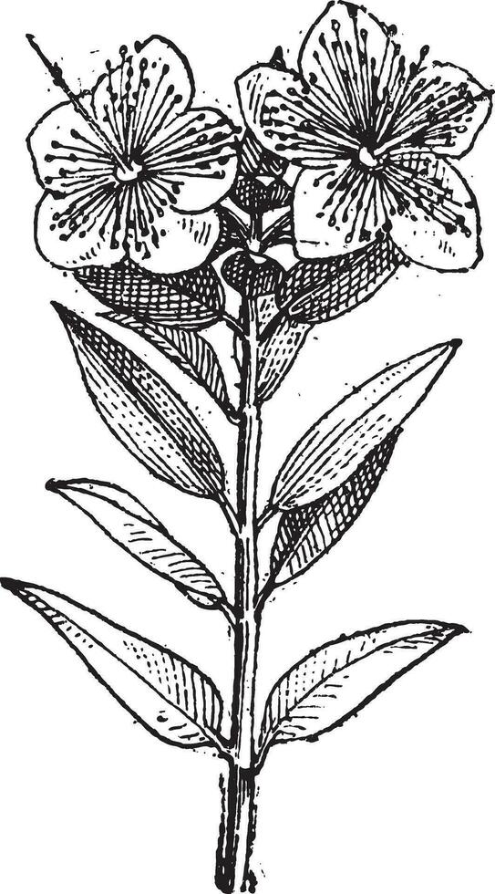 Common Myrtle or Myrtus communis, vintage engraving vector