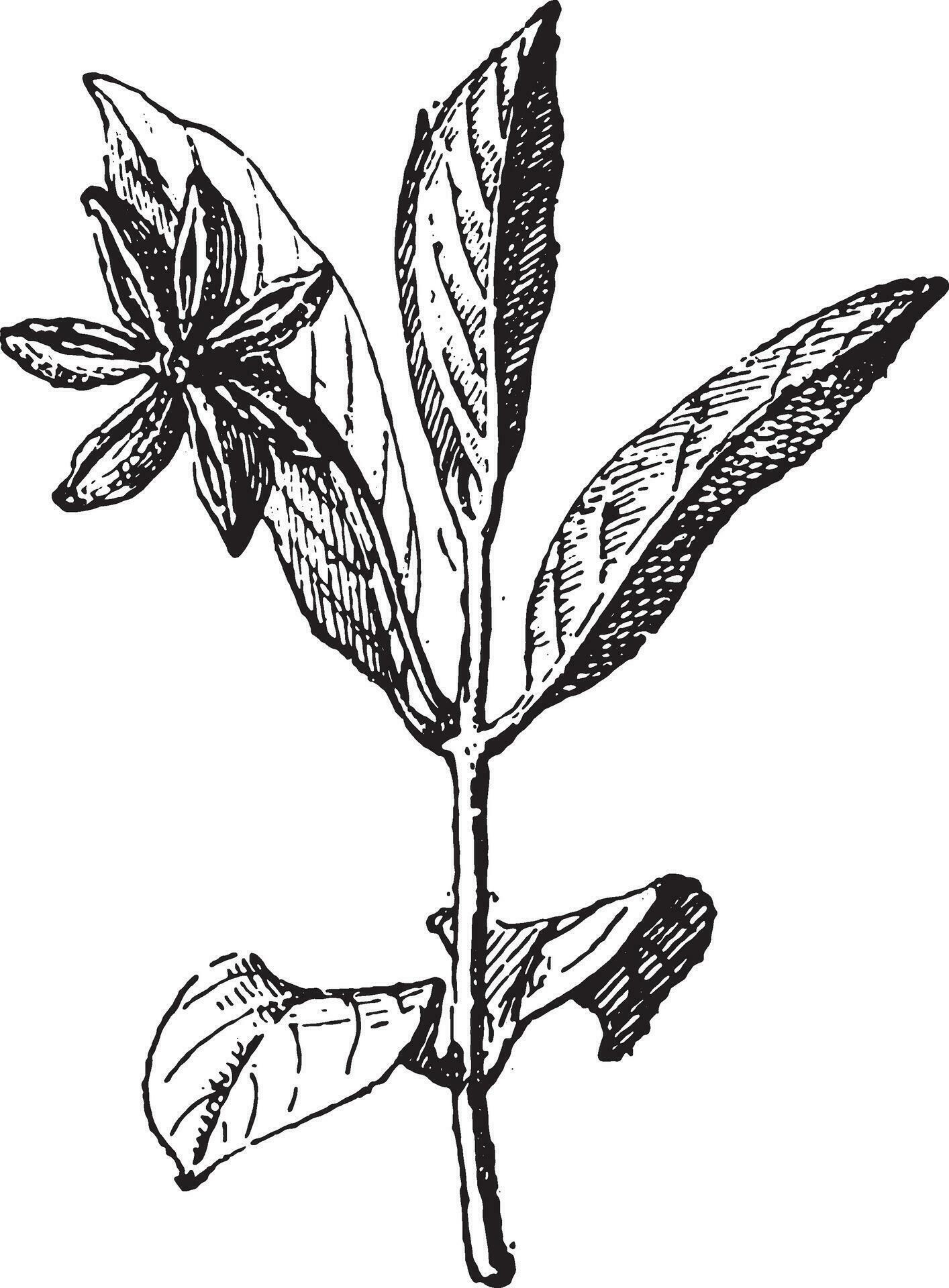Chinese star anise, vintage engraving. 35466330 Vector Art at Vecteezy