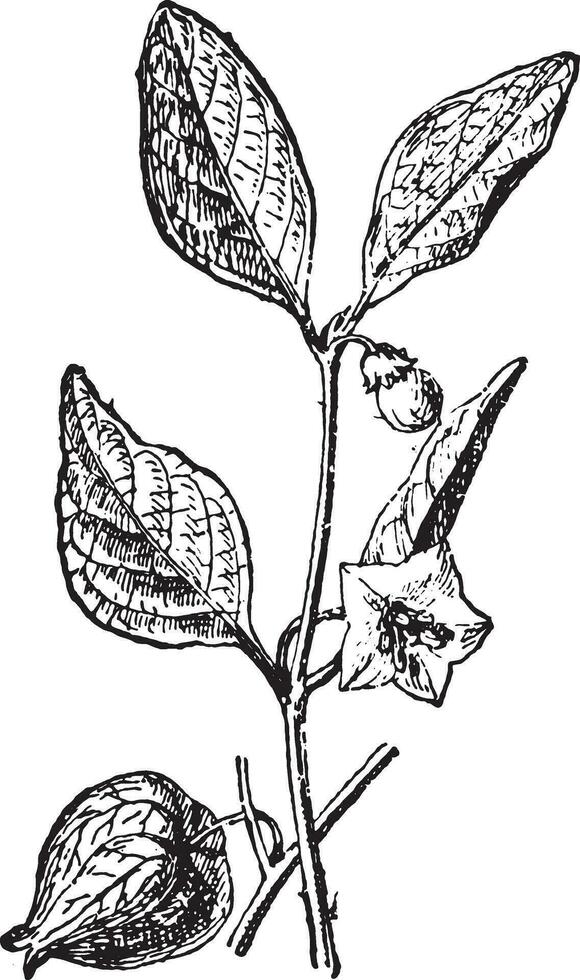Alkekengi, vintage engraving. vector