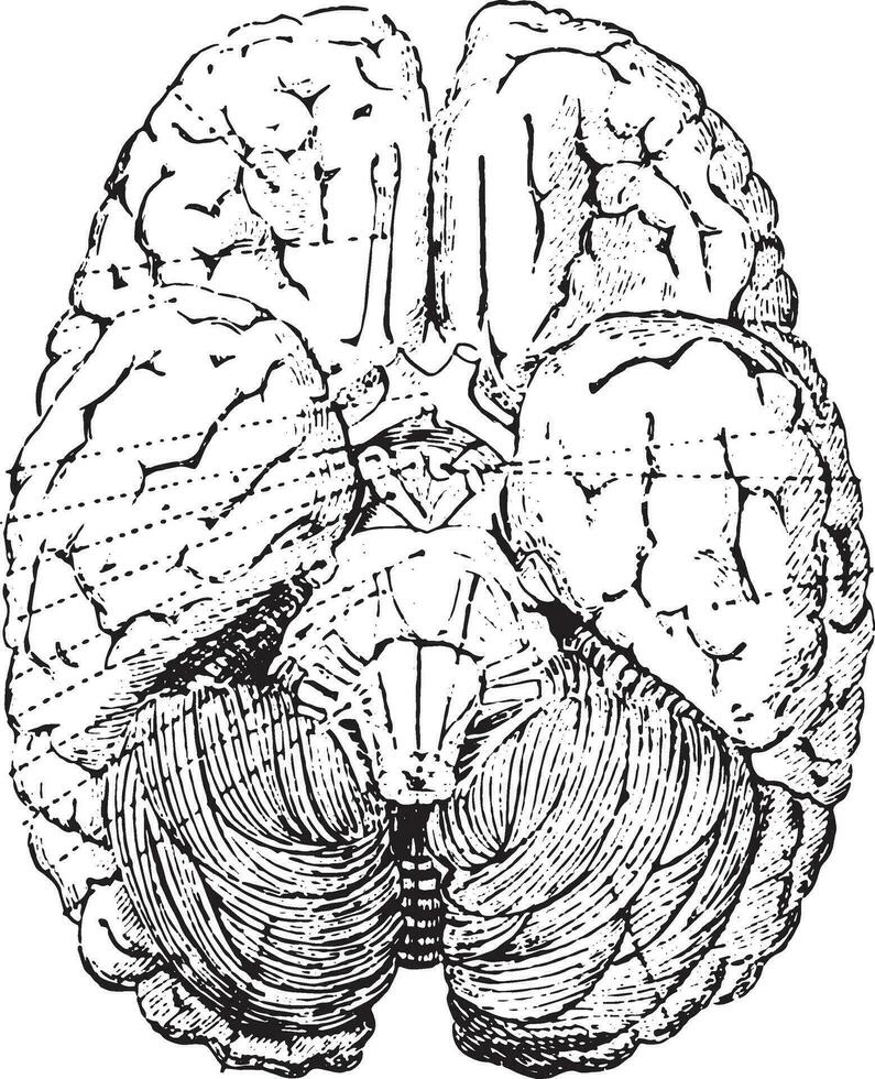 Cerebellum, vintage engraving. vector