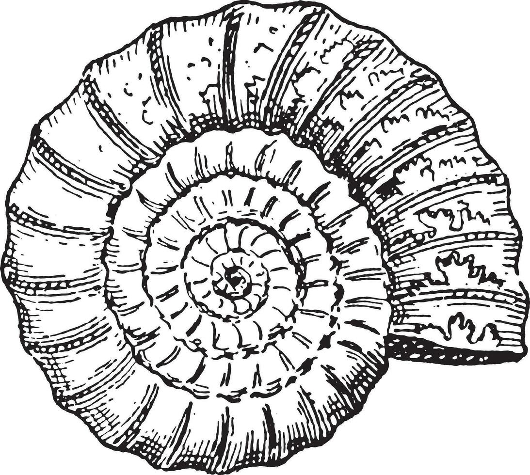 Ammonite, vintage engraving. vector