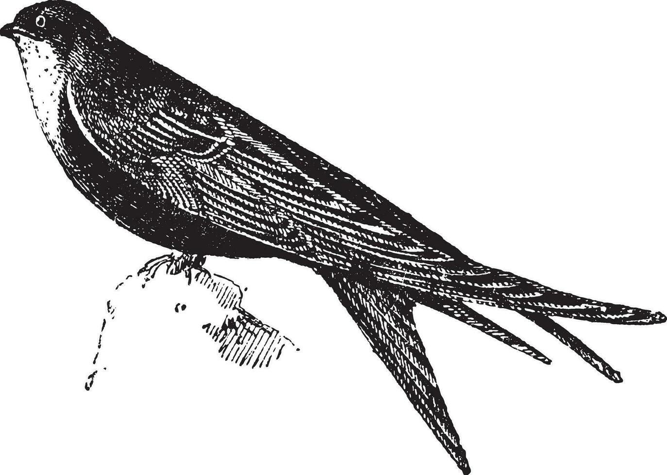 Swifts or Apodidae, vintage engraving vector