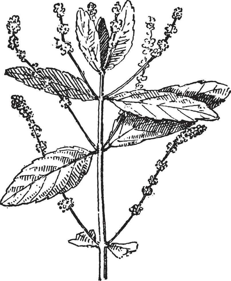 mercurio planta o mercurial sp., Clásico grabado vector