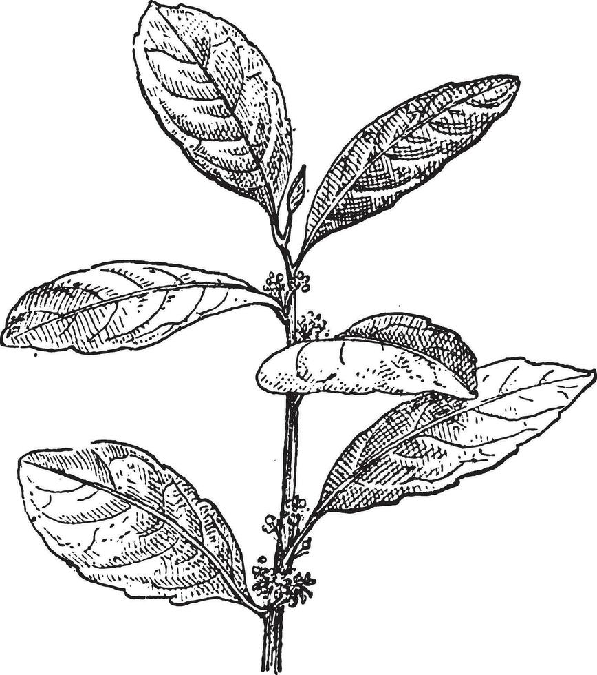 yerba compañero o encina paraguariensis, Clásico grabado vector