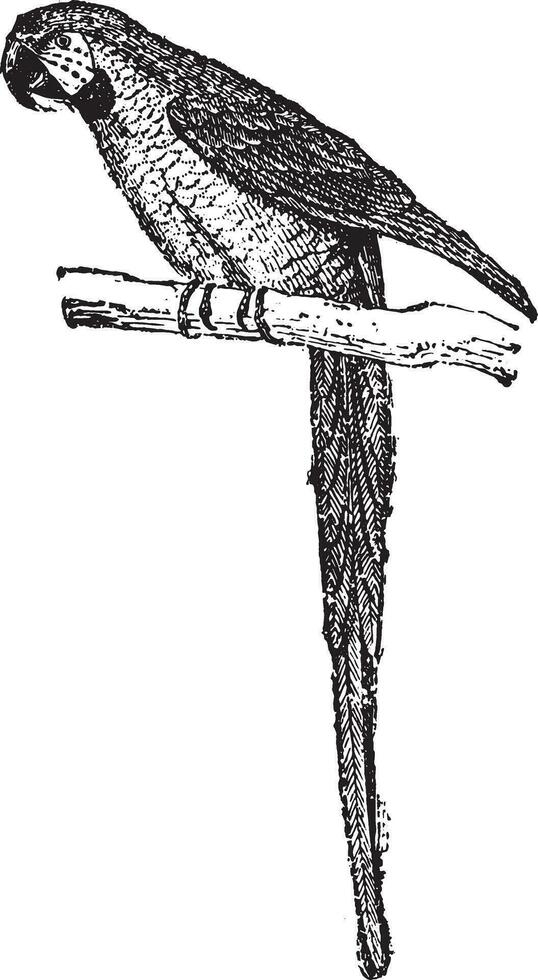 Macaw, vintage engraving. vector