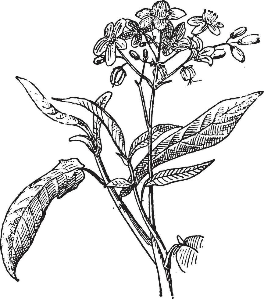 Physic Nut or Jatropha sp., vintage engraving vector