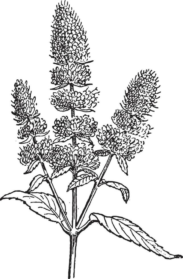 Peppermint or Mentha piperita, vintage engraving vector