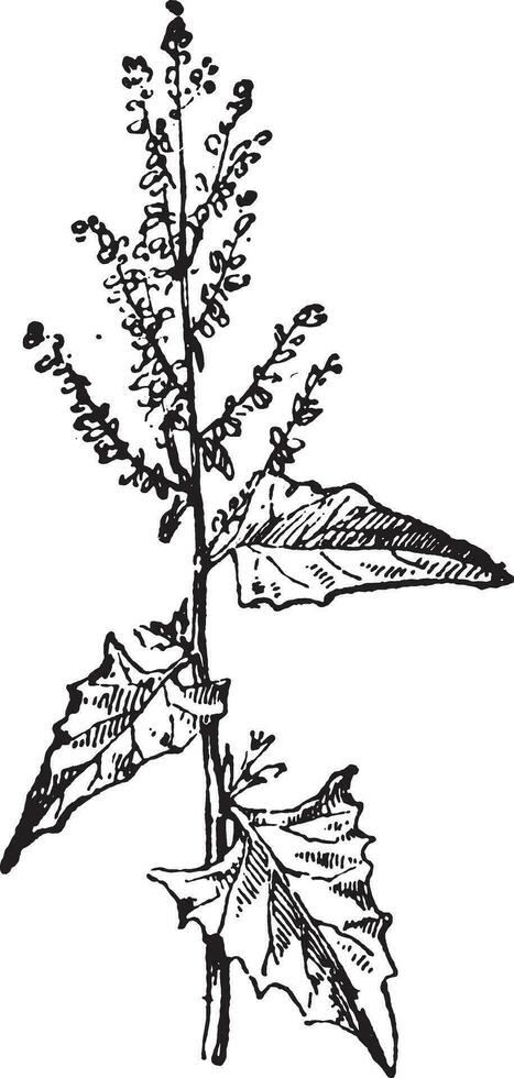 Atriplex, vintage engraving. vector