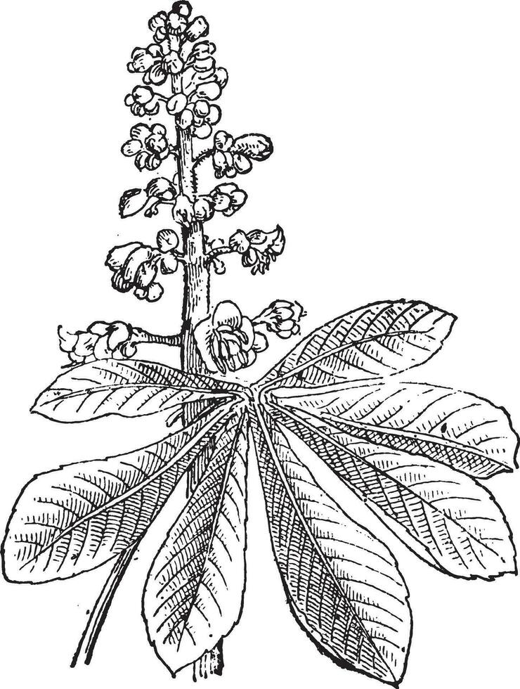 Indian Chestnut or Aesculus sp., vintage engraving vector