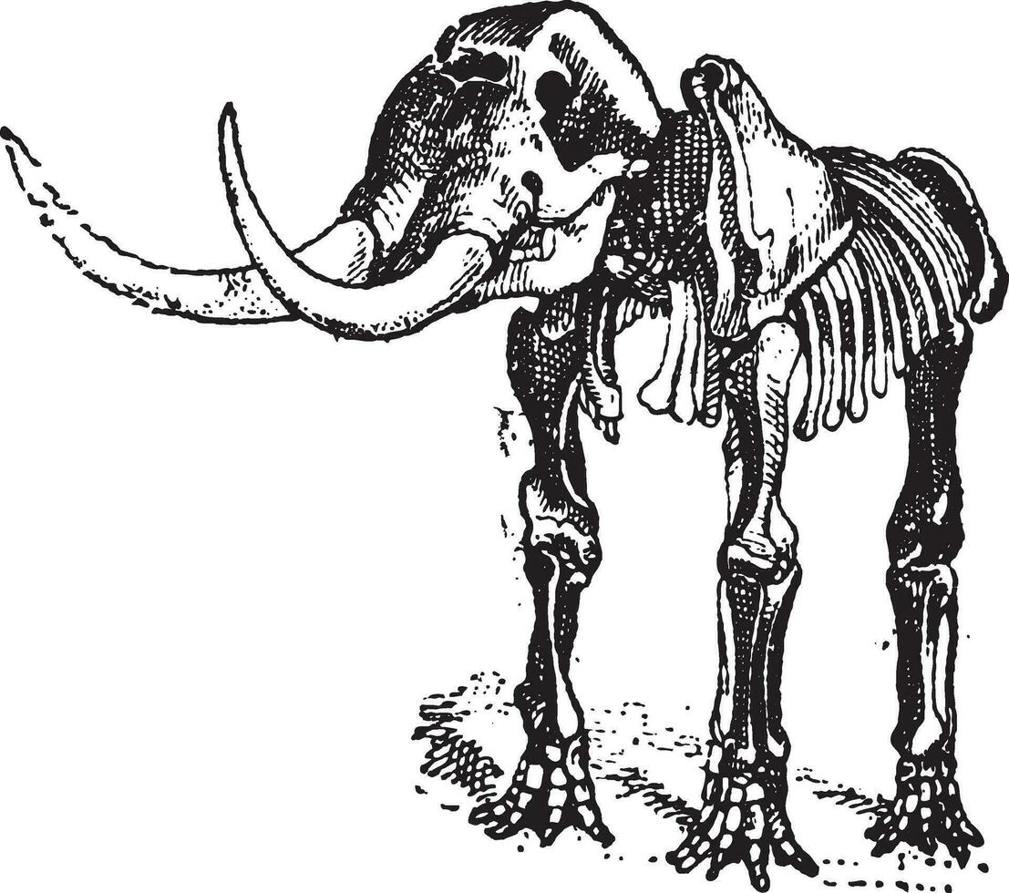 mastodonte o mamut sp., Clásico grabado vector